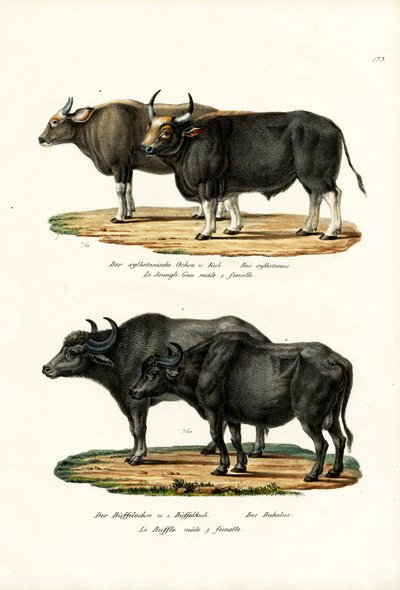 Gaur, 1824 - Karl Joseph Brodtmann